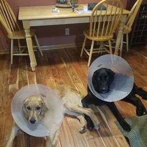 Meet your Posher, Chrissy